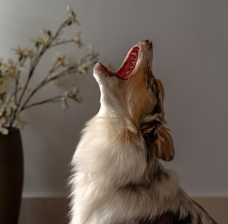 Zonder hond het huis uit? Neem contact op met Lilian Op Heij.