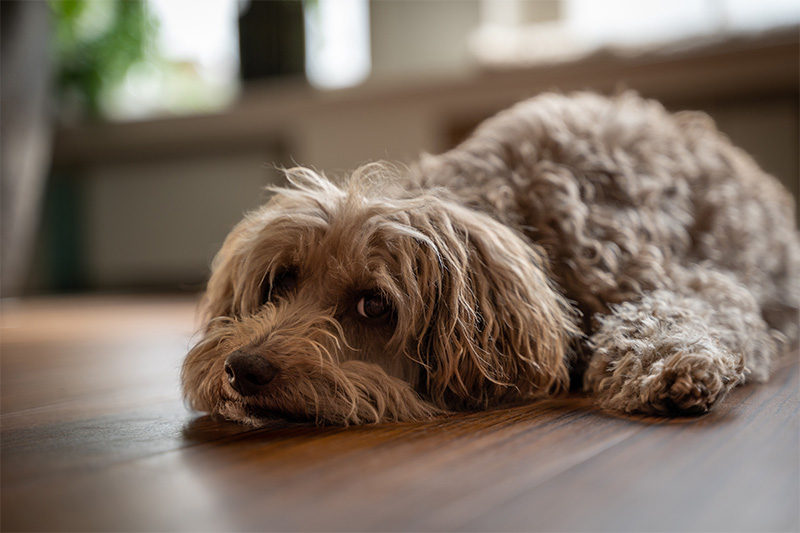 Saartje vragen over verlatingsangst