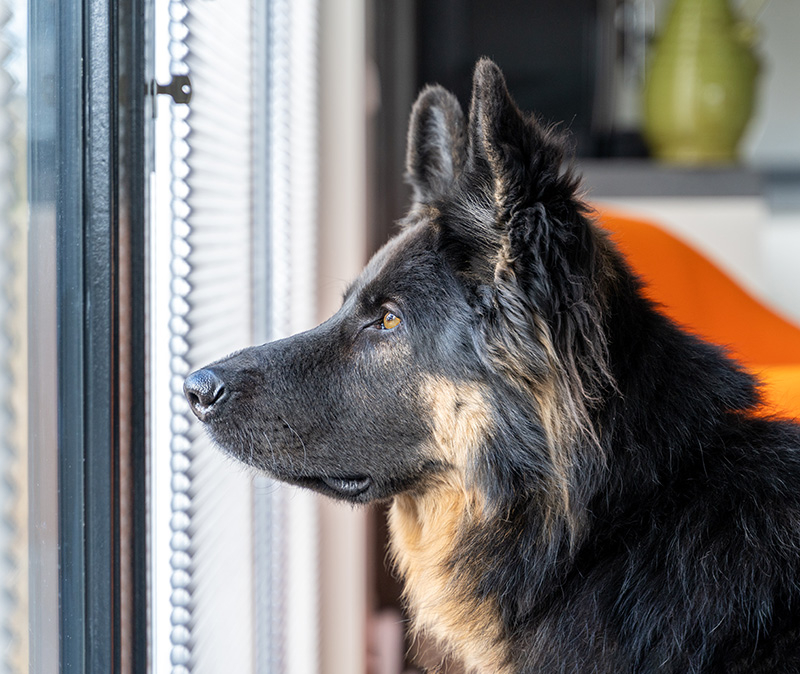 Hond met verlatingsangst kijkt uit het raam