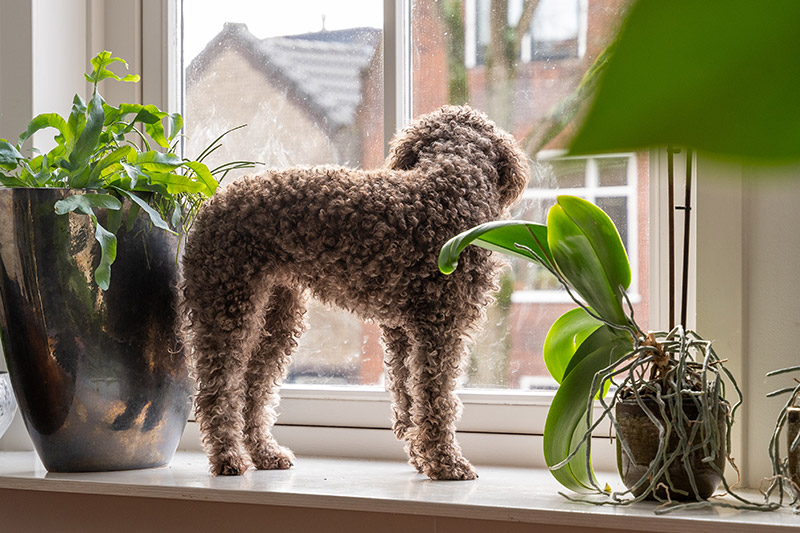Hoe de stress van je hond oploopt