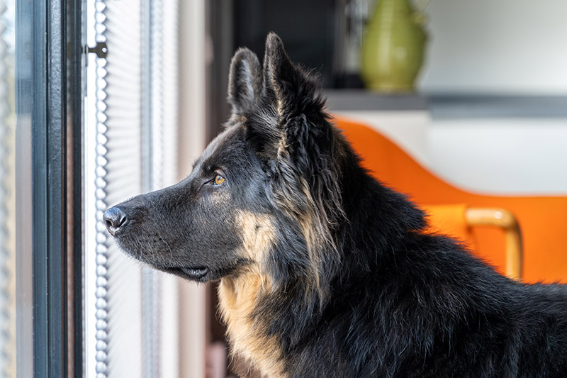 Moet ik wachten totdat mijn hond stil is voordat ik terug naar binnen ga?