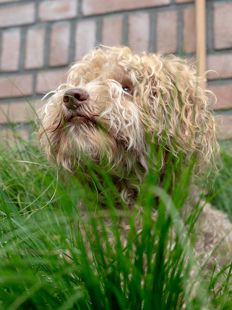 vertreksignalen - Honden zijn een ster in patronen creëren