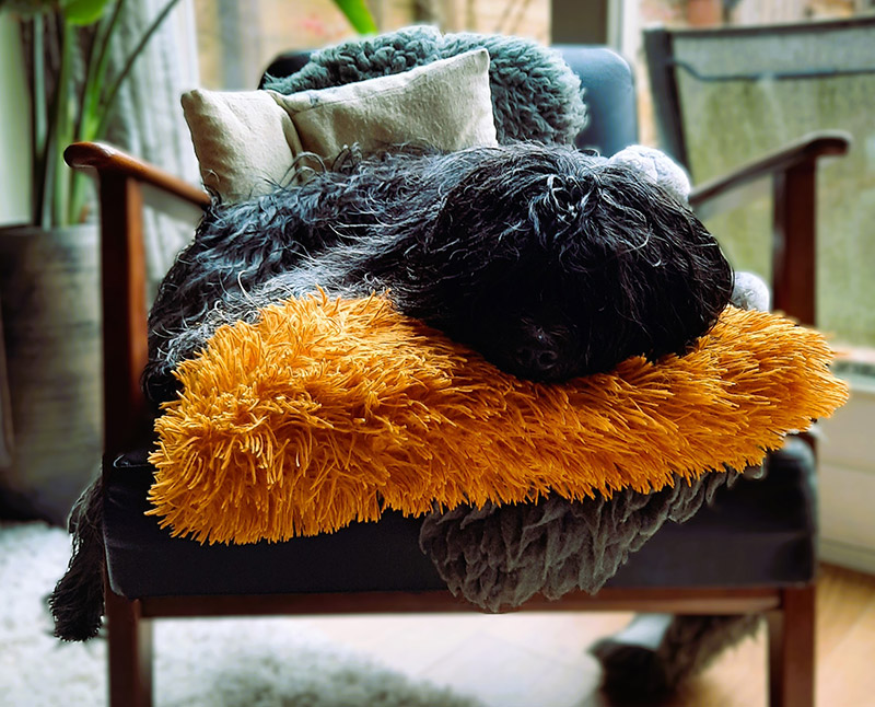 “Baasje komt zo terug” slapende hond